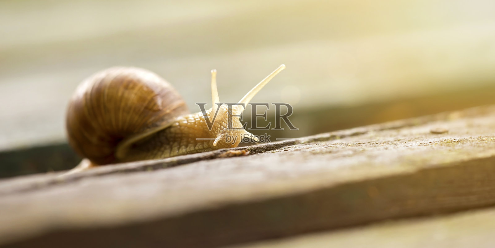 蜗牛网站横幅照片摄影图片