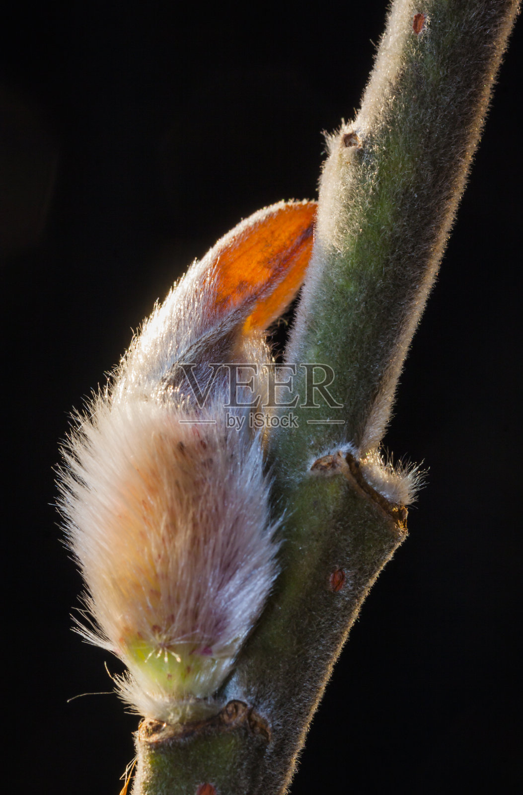 柳树猫咪照片摄影图片