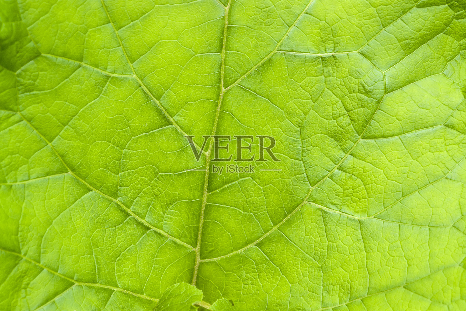 绿叶的细节照片摄影图片