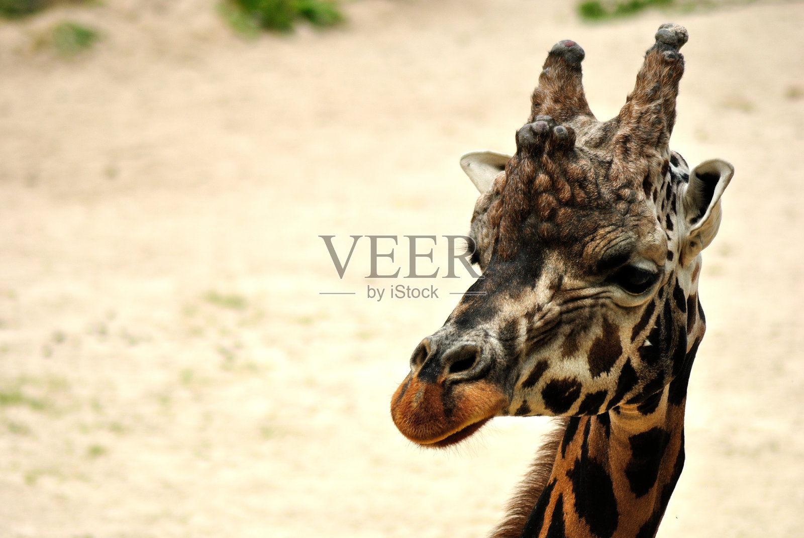 罗斯柴尔德长颈鹿的头照片摄影图片