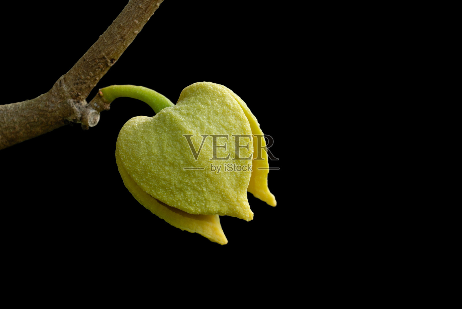 酸枣或多刺番荔枝苹果花。(番荔枝属muricata l .)照片摄影图片