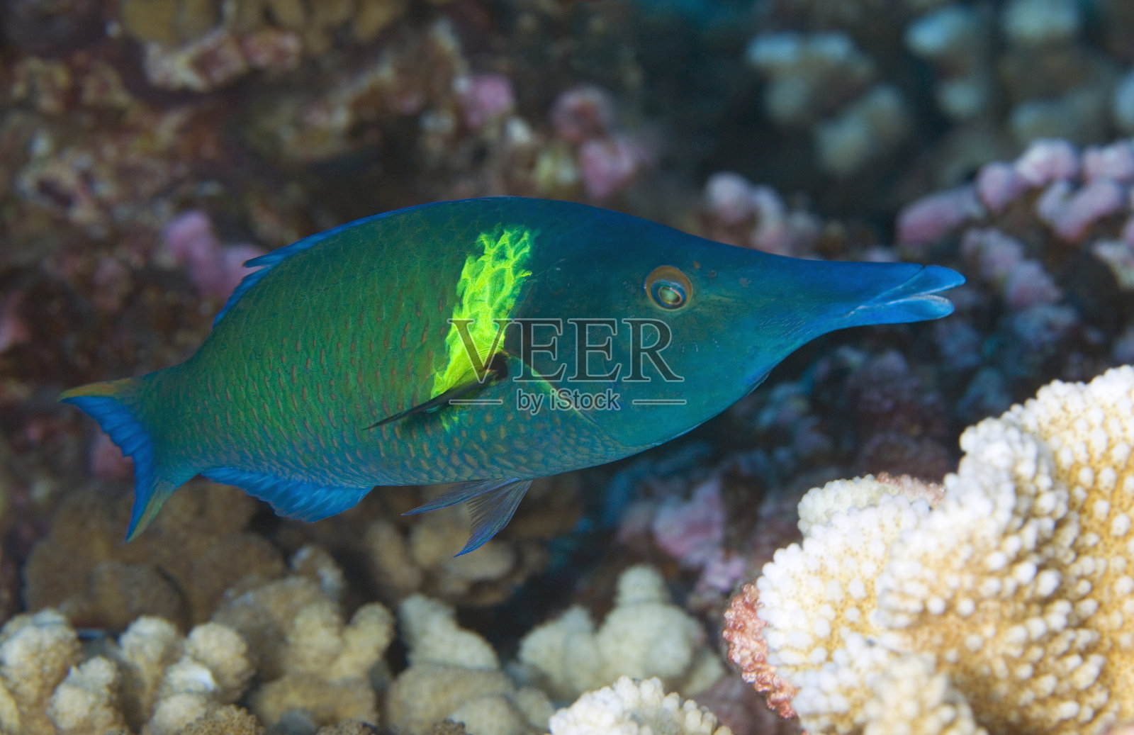 瓦西/贡福索斯变种照片摄影图片