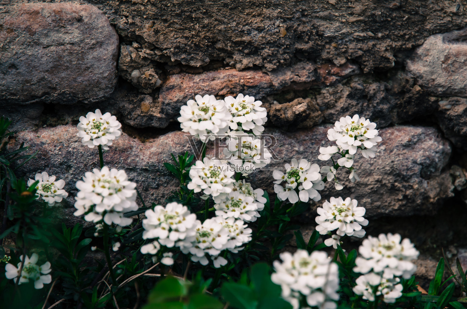 白色的花朵照片摄影图片