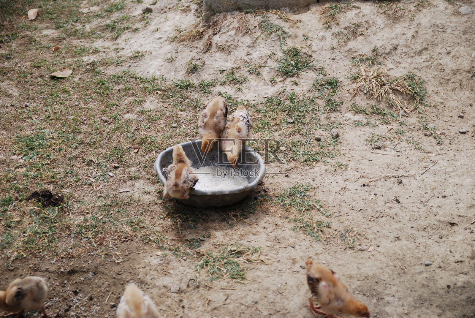 小鸡从碗里吃米饭照片摄影图片