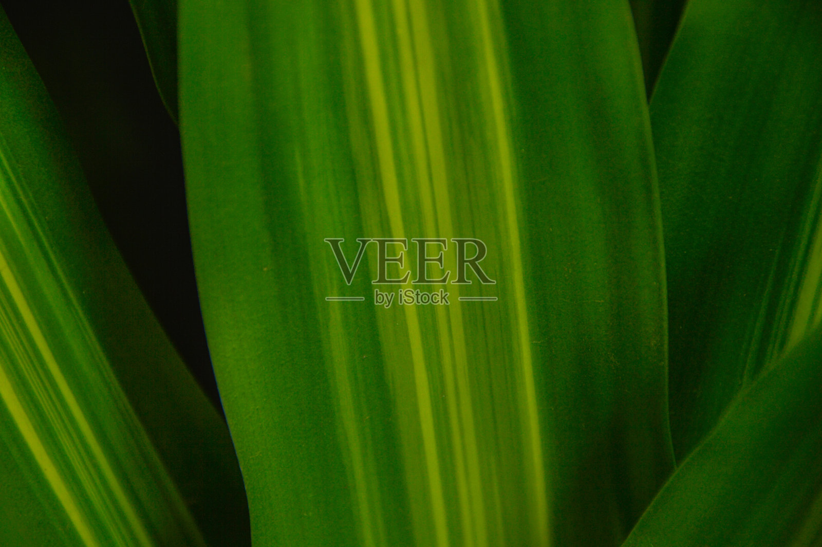 叶结构照片摄影图片