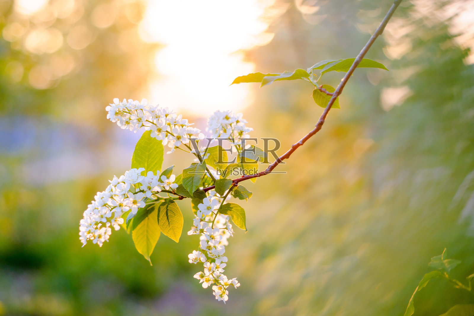 开花bird-cherry树照片摄影图片