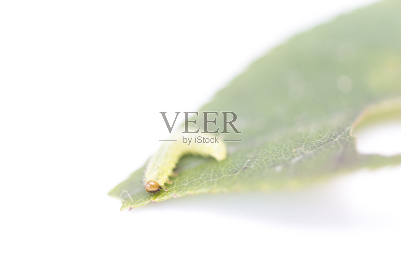 叶子上的绿色毛毛虫照片摄影图片