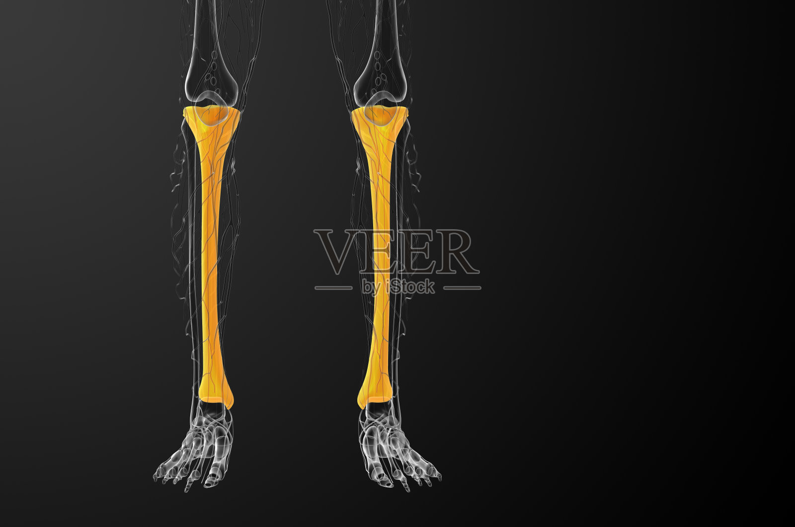 胫骨3D医学渲染图照片摄影图片