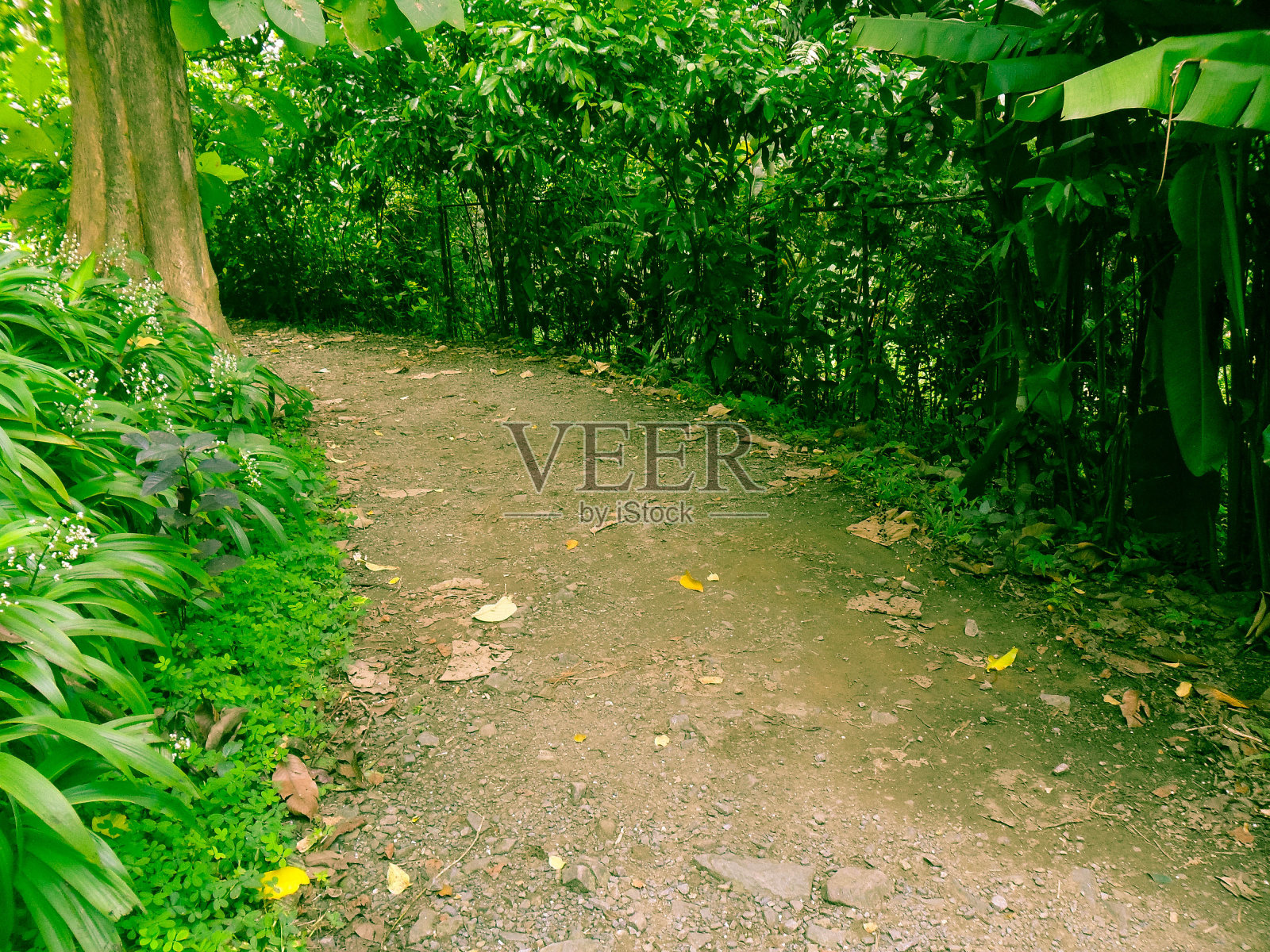 森林小径照片摄影图片