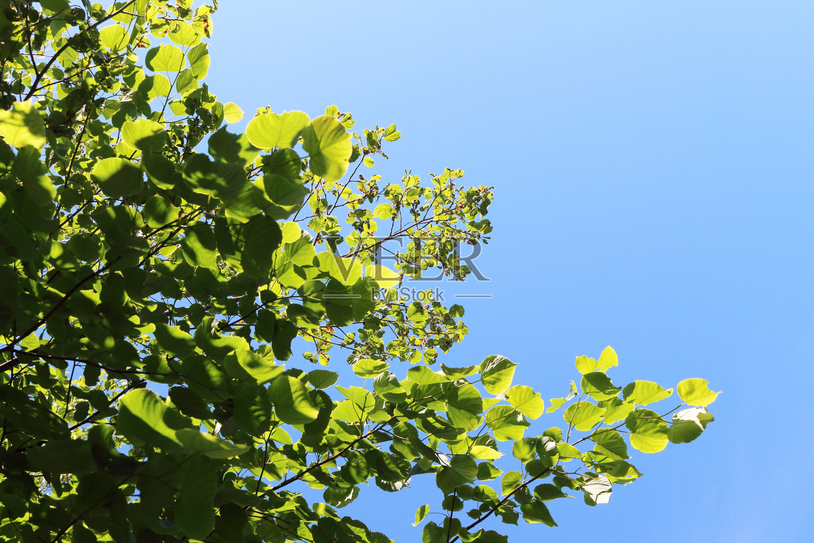林登照片摄影图片