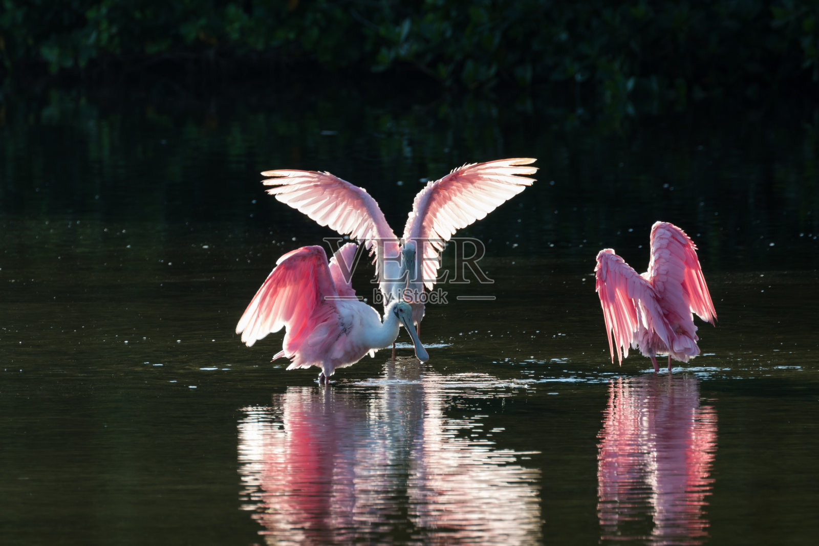 玫瑰琵鹭在黄金时刻，j。n“叮”亲爱的Nat照片摄影图片