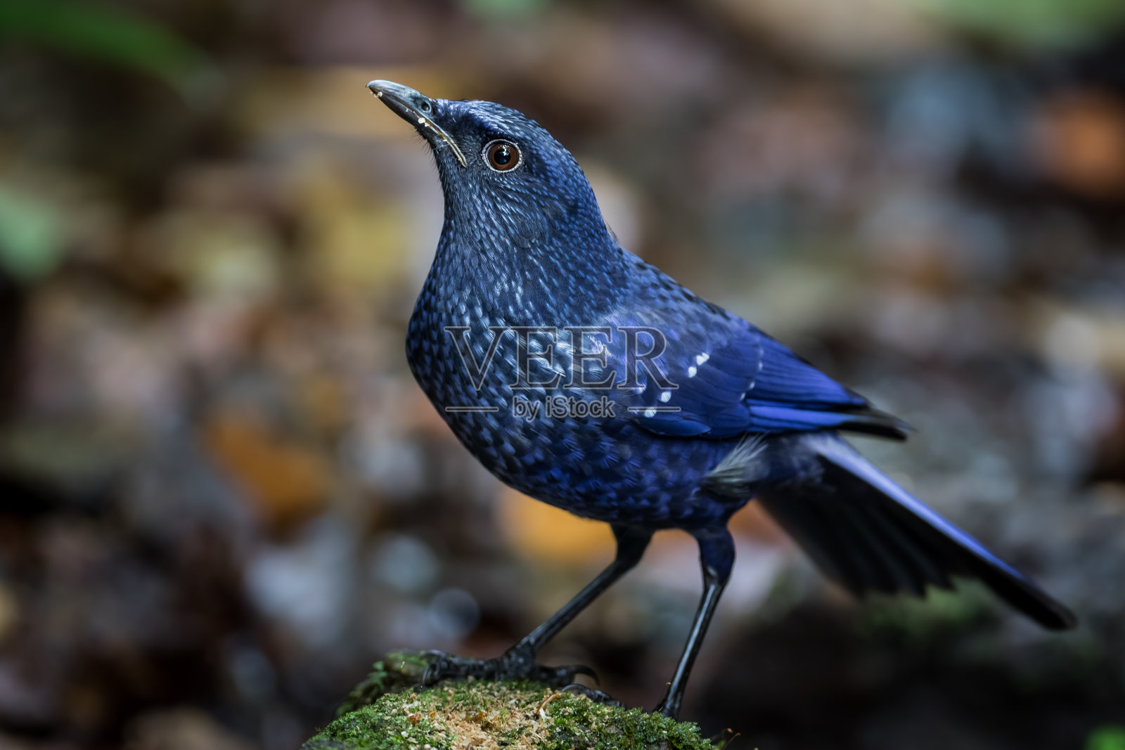 全框架的蓝色口哨声画眉(Myophonus caeruleus)照片摄影图片