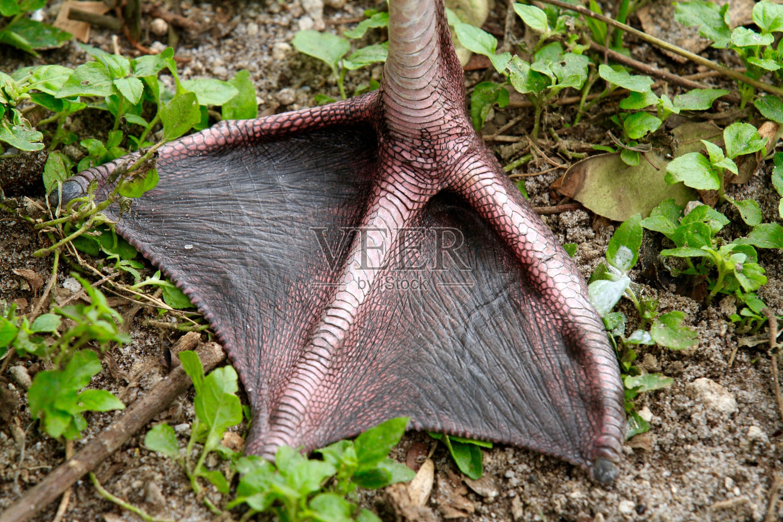 粉红色的火烈鸟照片摄影图片