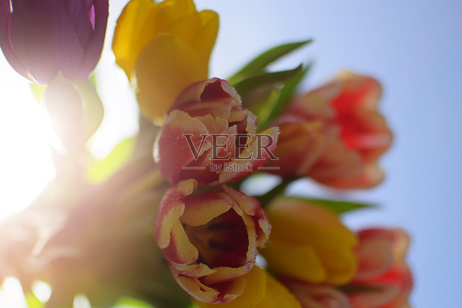 郁金香照片摄影图片