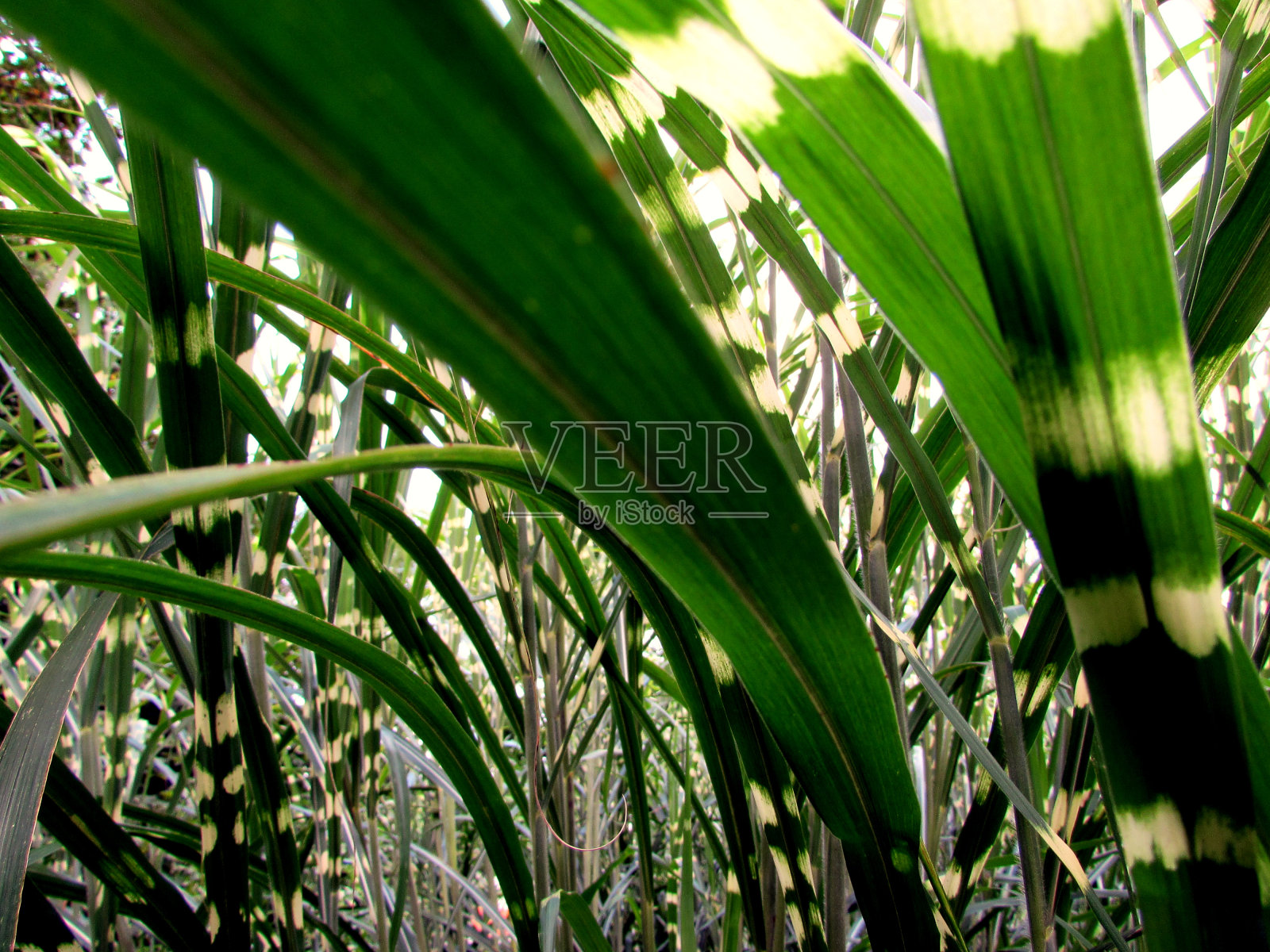 胸腺olaena maxima grass照片摄影图片