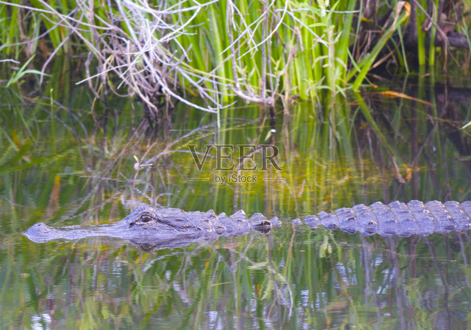 鳄鱼游泳照片摄影图片