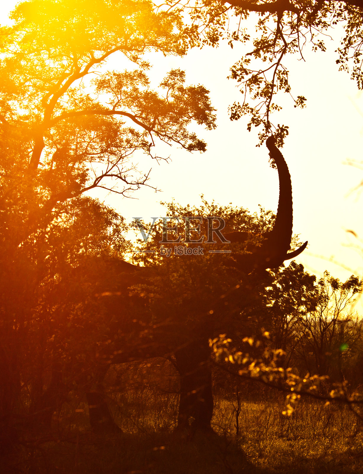 野生非洲象照片摄影图片
