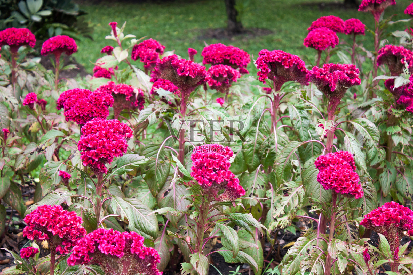 鸡冠照片摄影图片