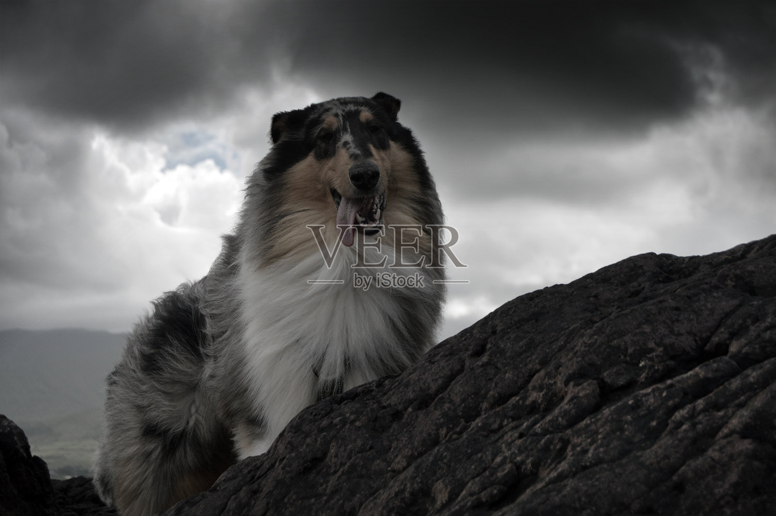 狗伸出舌头，后面是阴沉的天空照片摄影图片