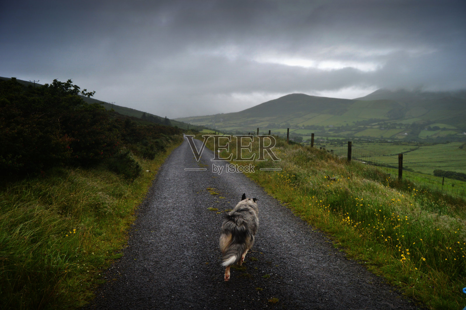 崎岖的牧羊犬在高地的道路上照片摄影图片