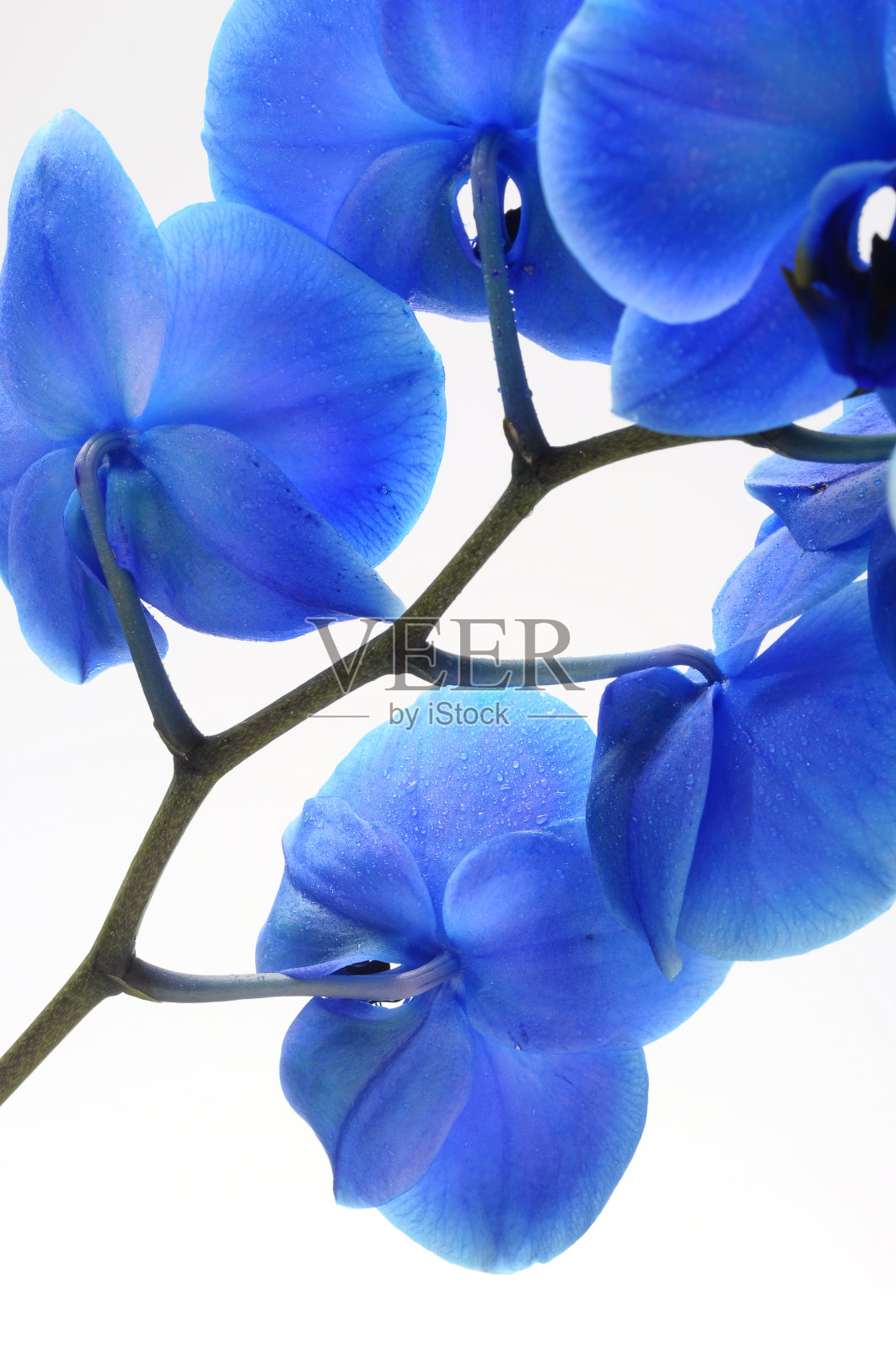 蓝花兰照片摄影图片