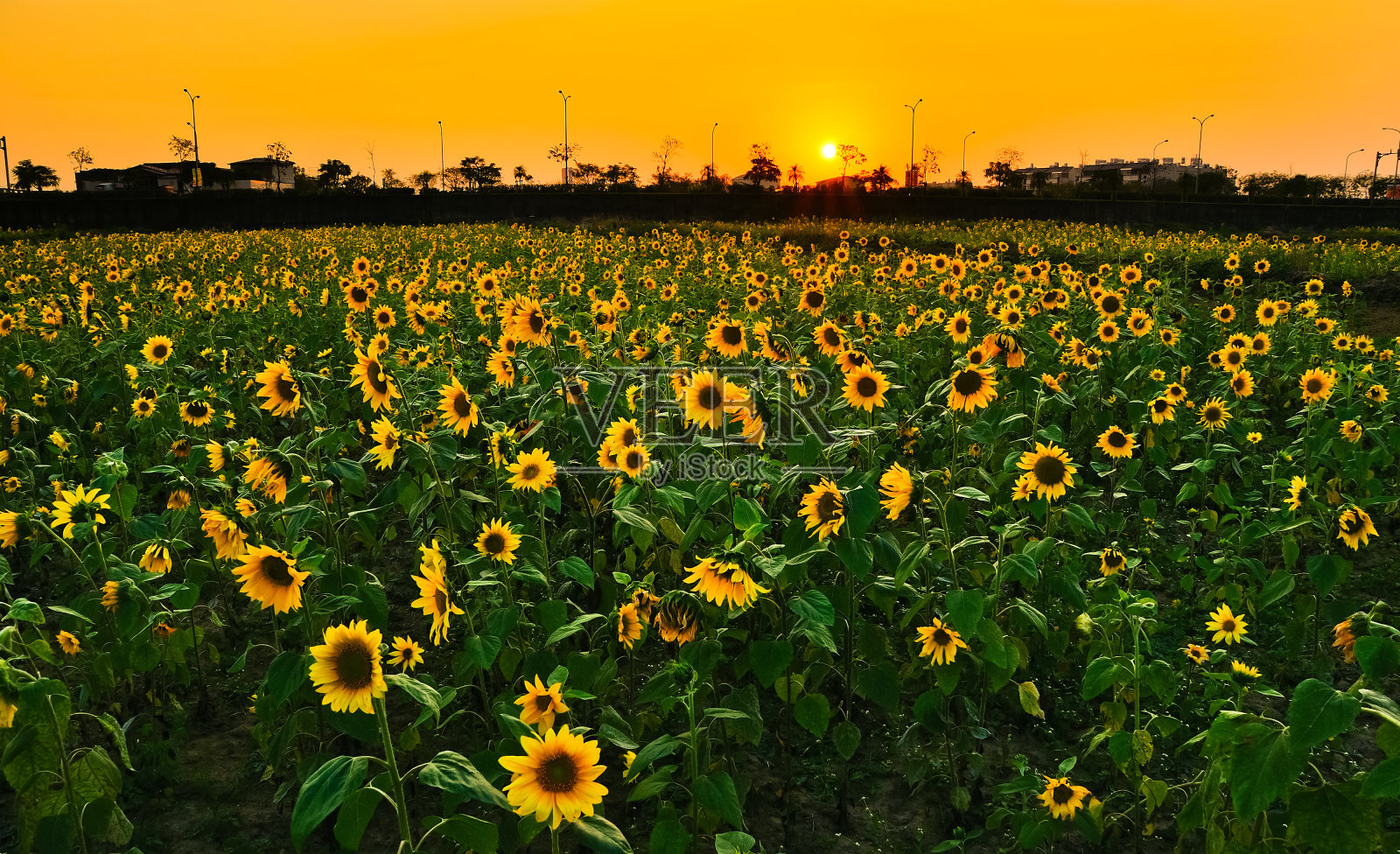 向日葵田和日落。照片摄影图片