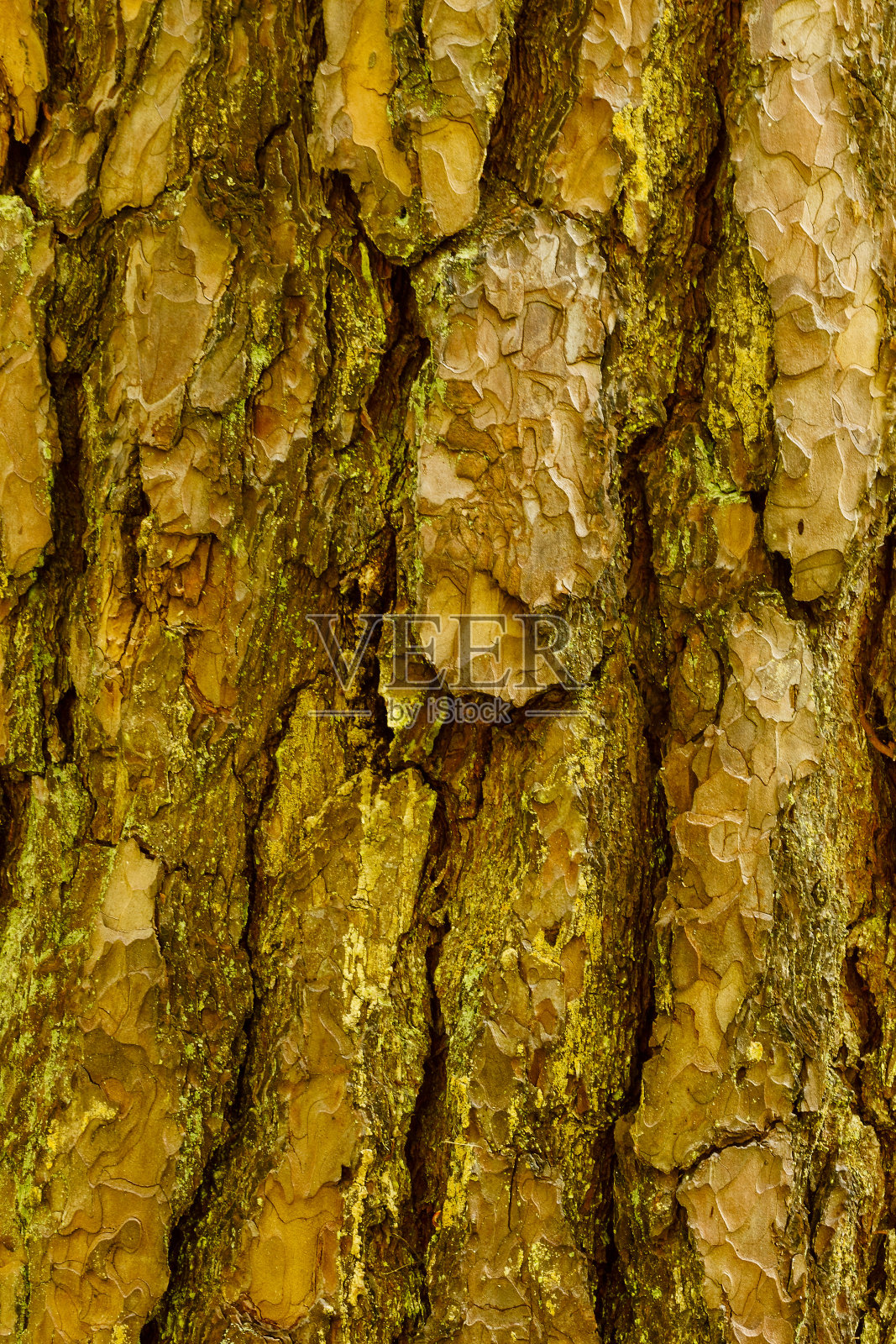 松树皮照片摄影图片