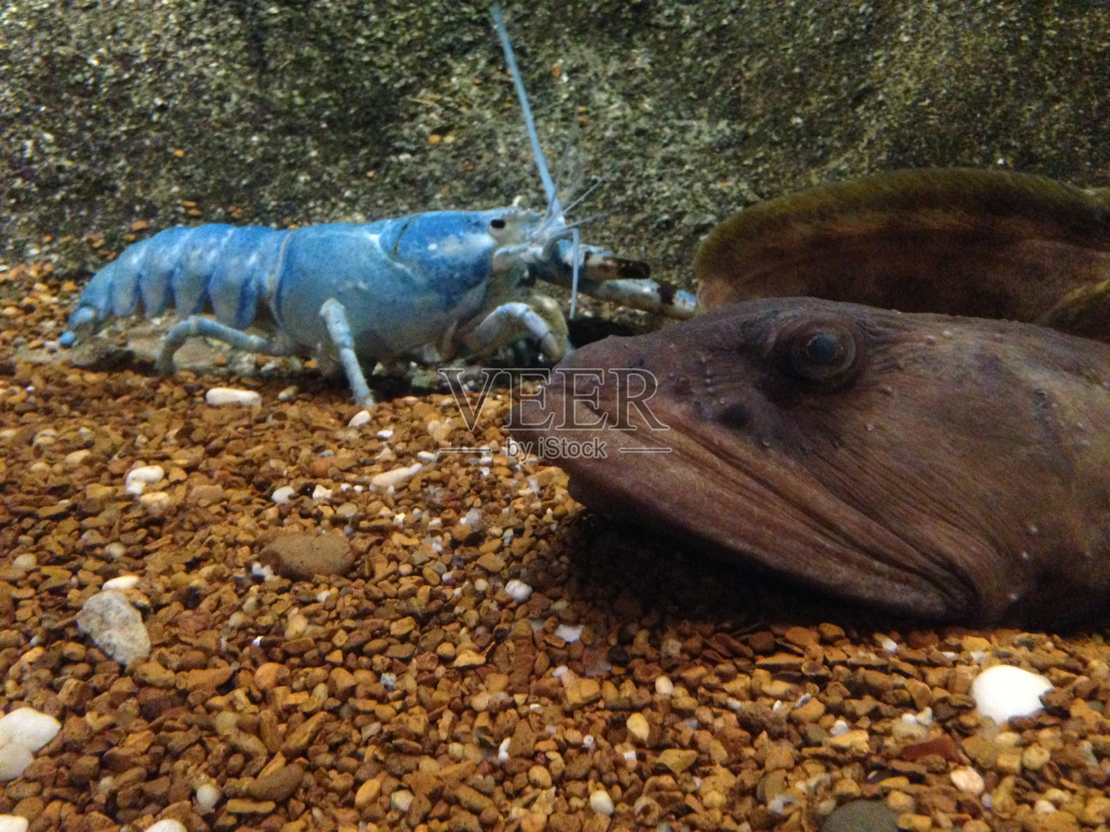 鱼缸里的蓝色龙虾，还有鱼和石头照片摄影图片