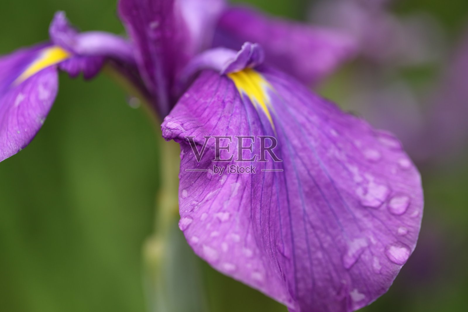 虹膜照片摄影图片