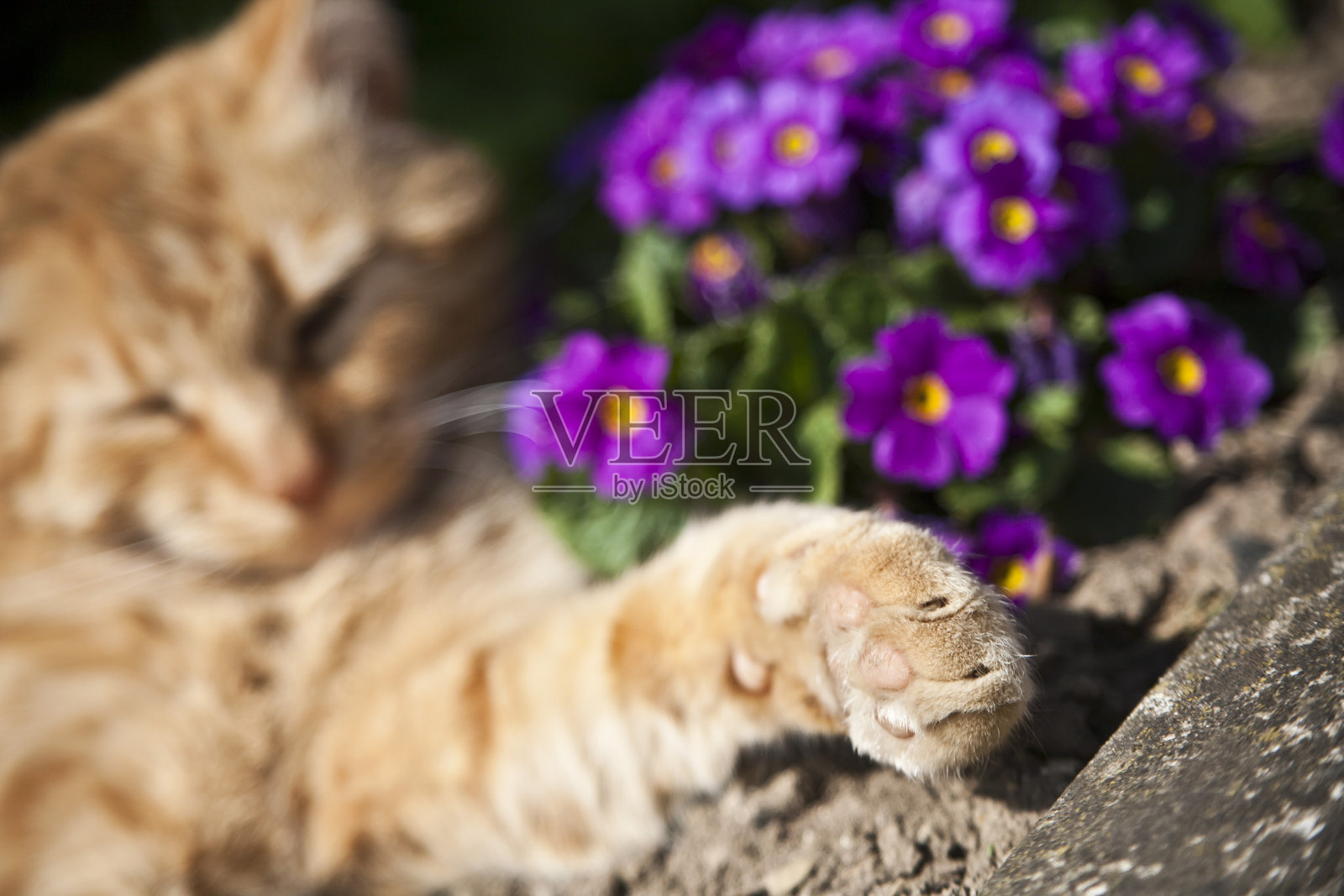 橙色小猫睡觉照片摄影图片