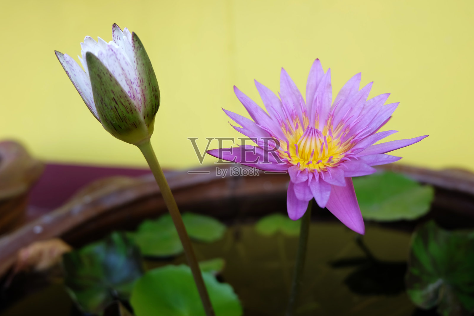 紫色的莲花照片摄影图片