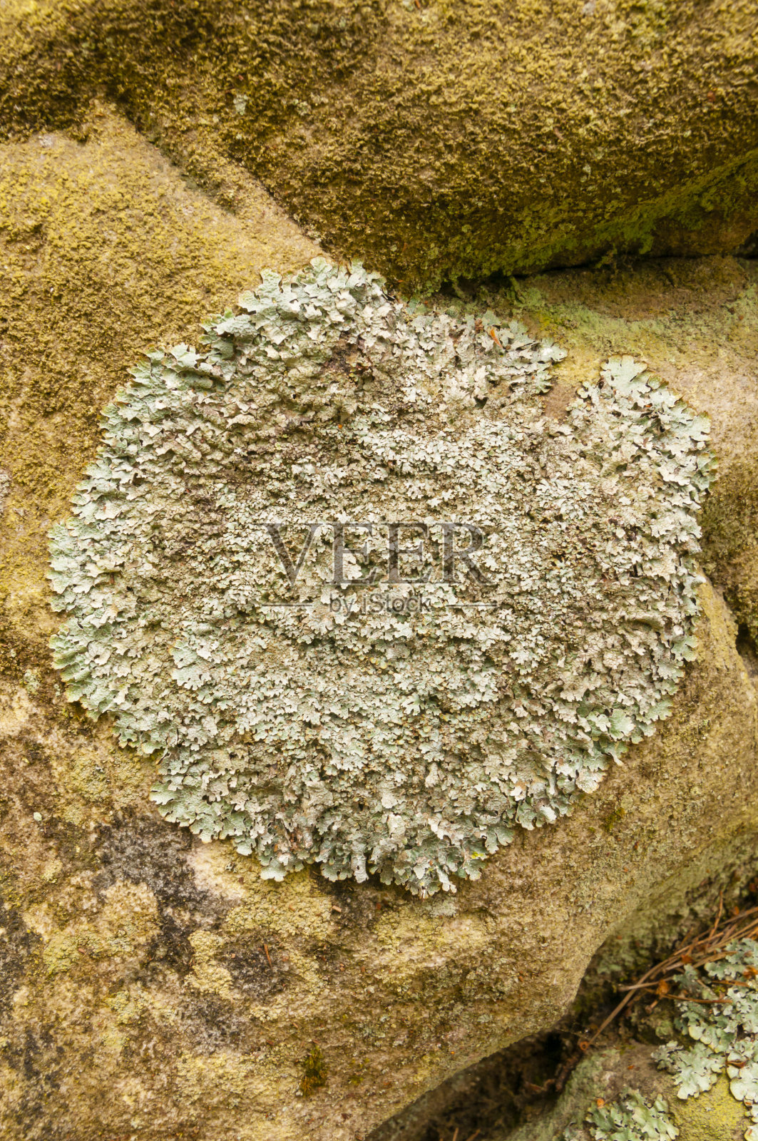 撒克逊教区(L.)Ach。照片摄影图片