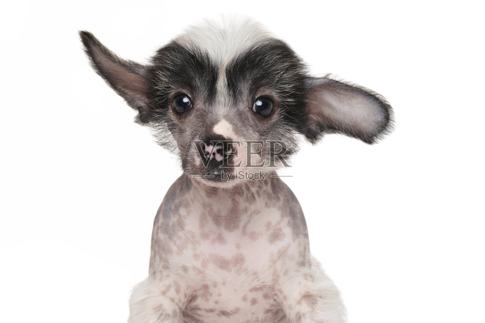 中国冠毛犬小狗照片摄影图片