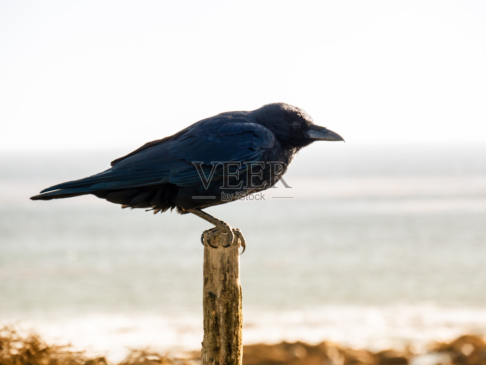 美国加州的大苏尔照片摄影图片