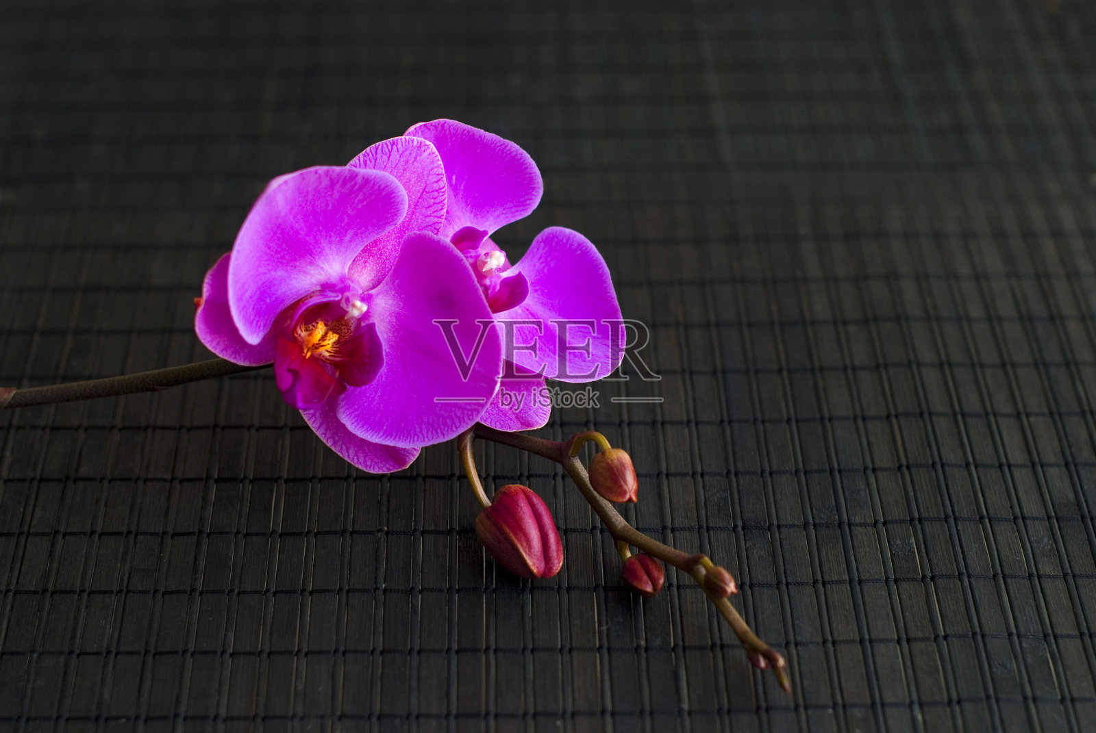 紫色的兰花在黑暗中照片摄影图片