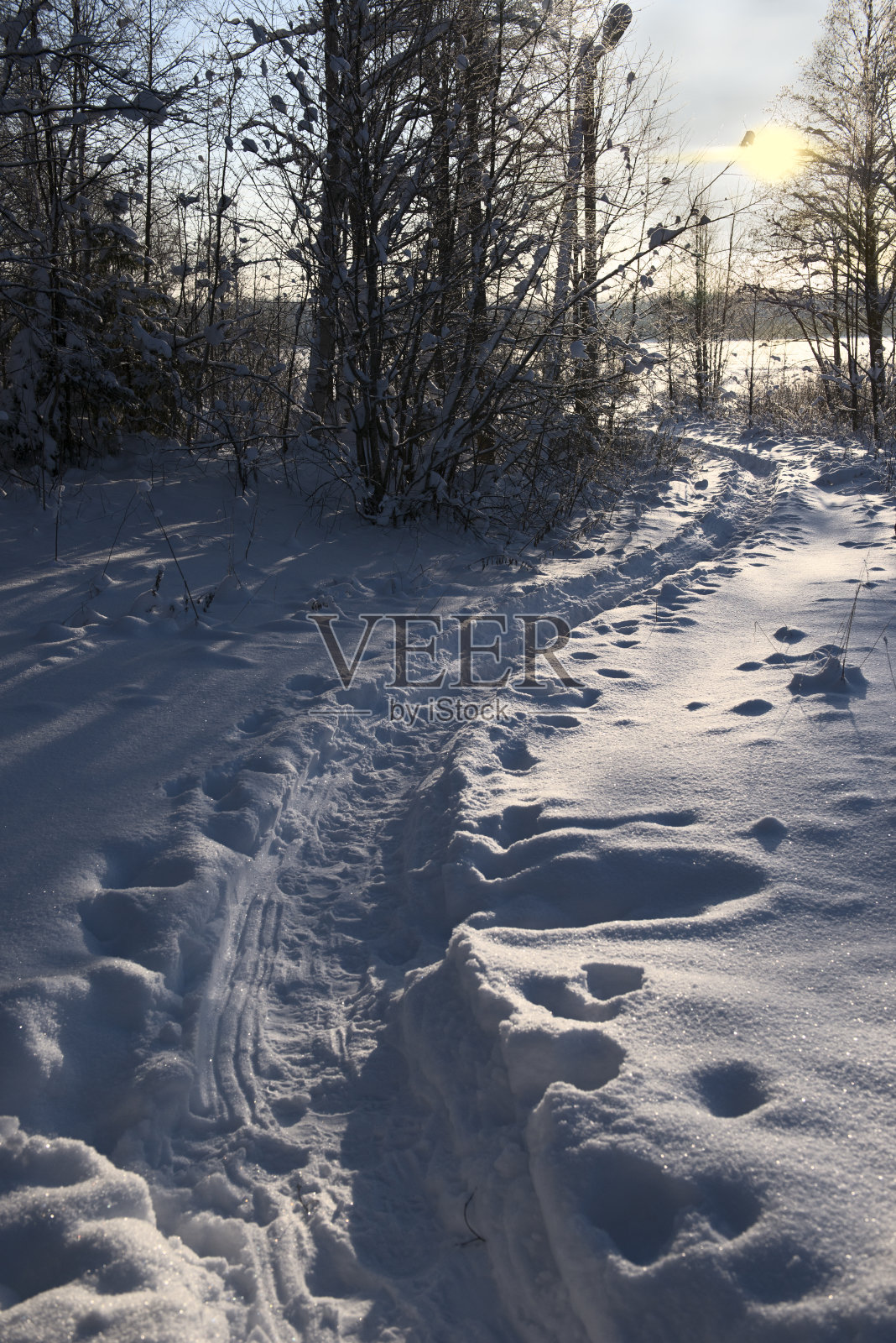 冬日日落时树林里的小路照片摄影图片