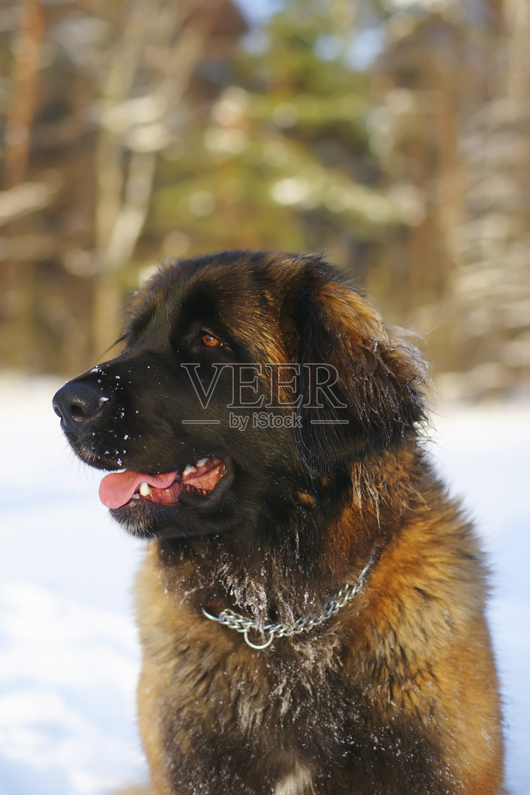 冬天里莱昂伯格狗的肖像照片摄影图片