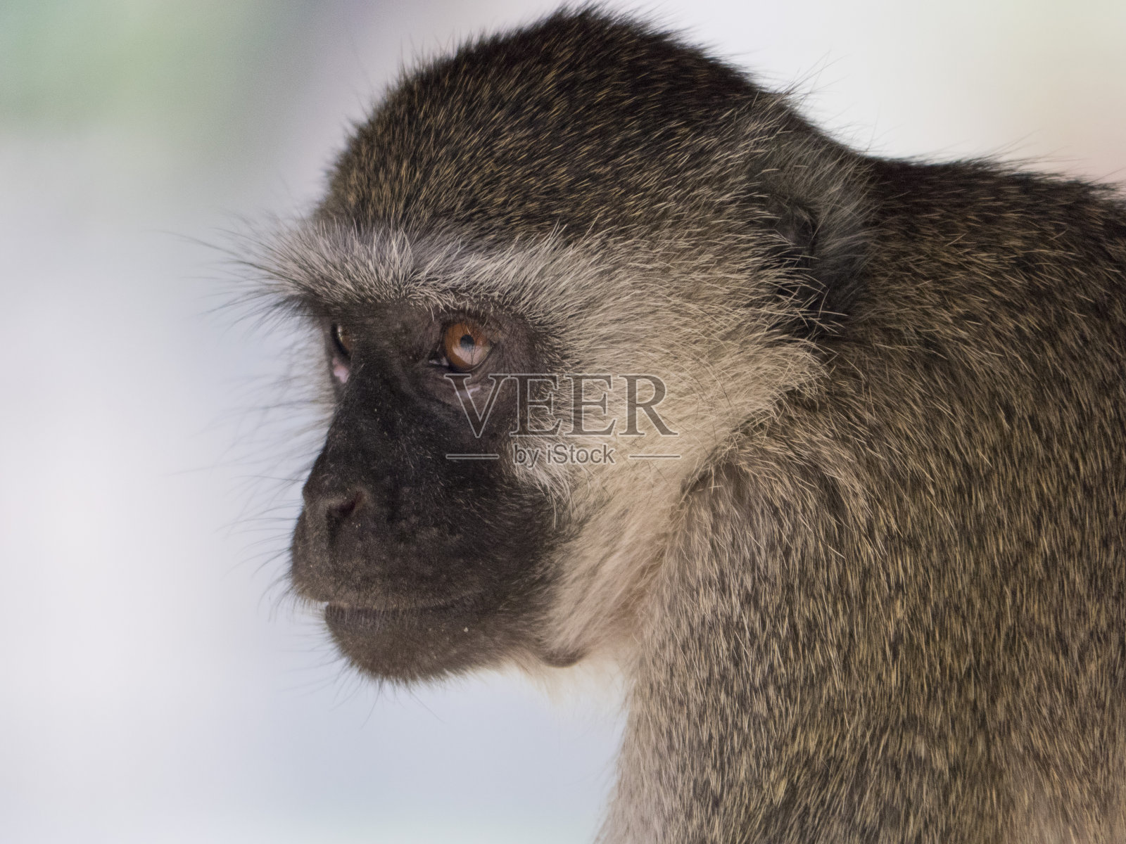 猴子照片摄影图片