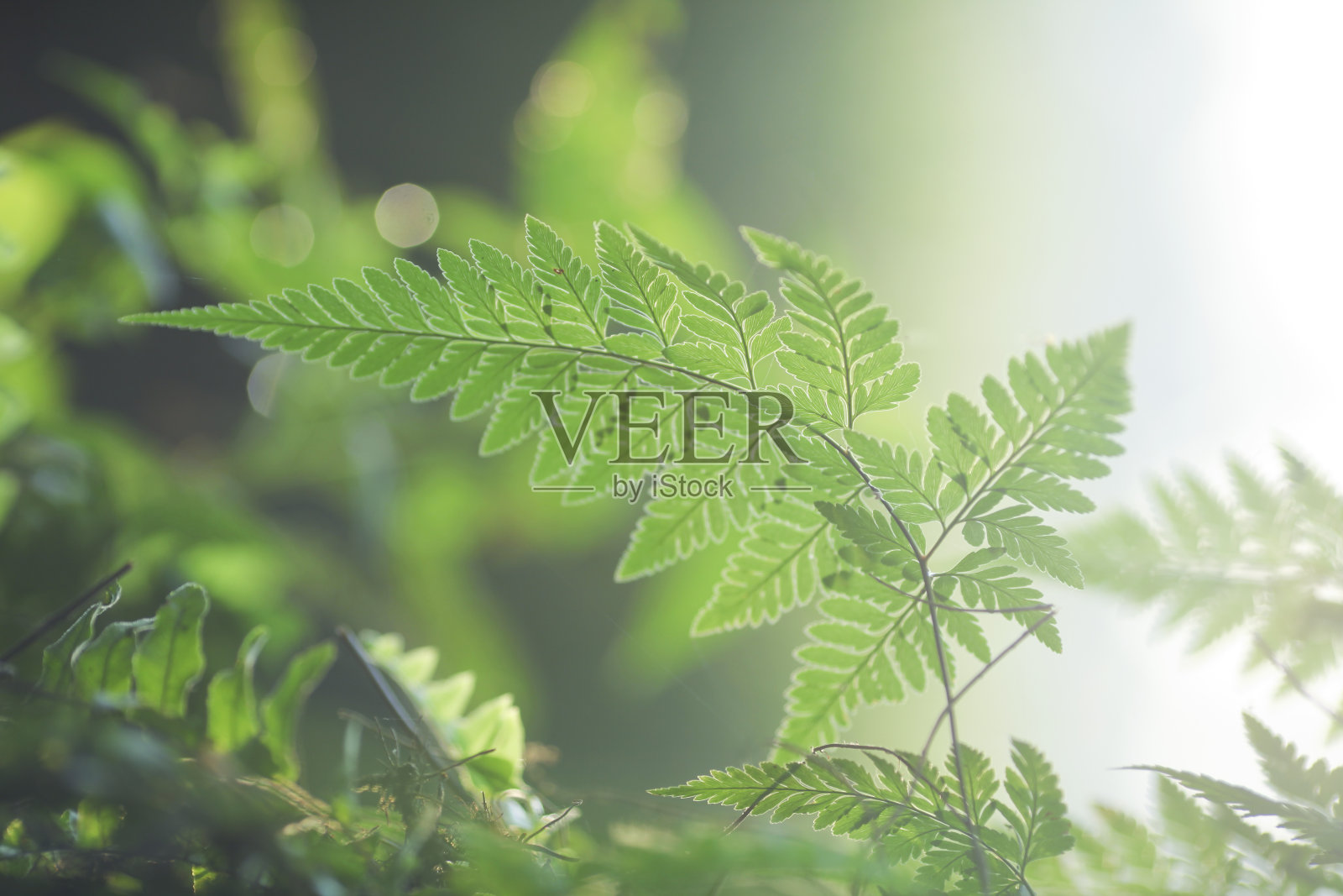 以绿叶为背景的软焦点。照片摄影图片