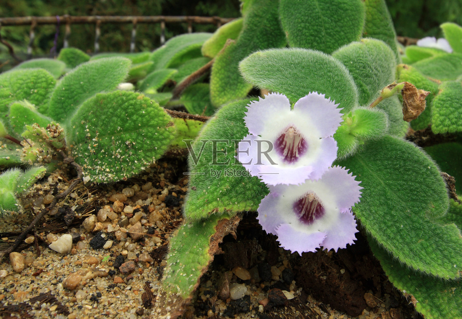 热带地区的紫色花朵照片摄影图片