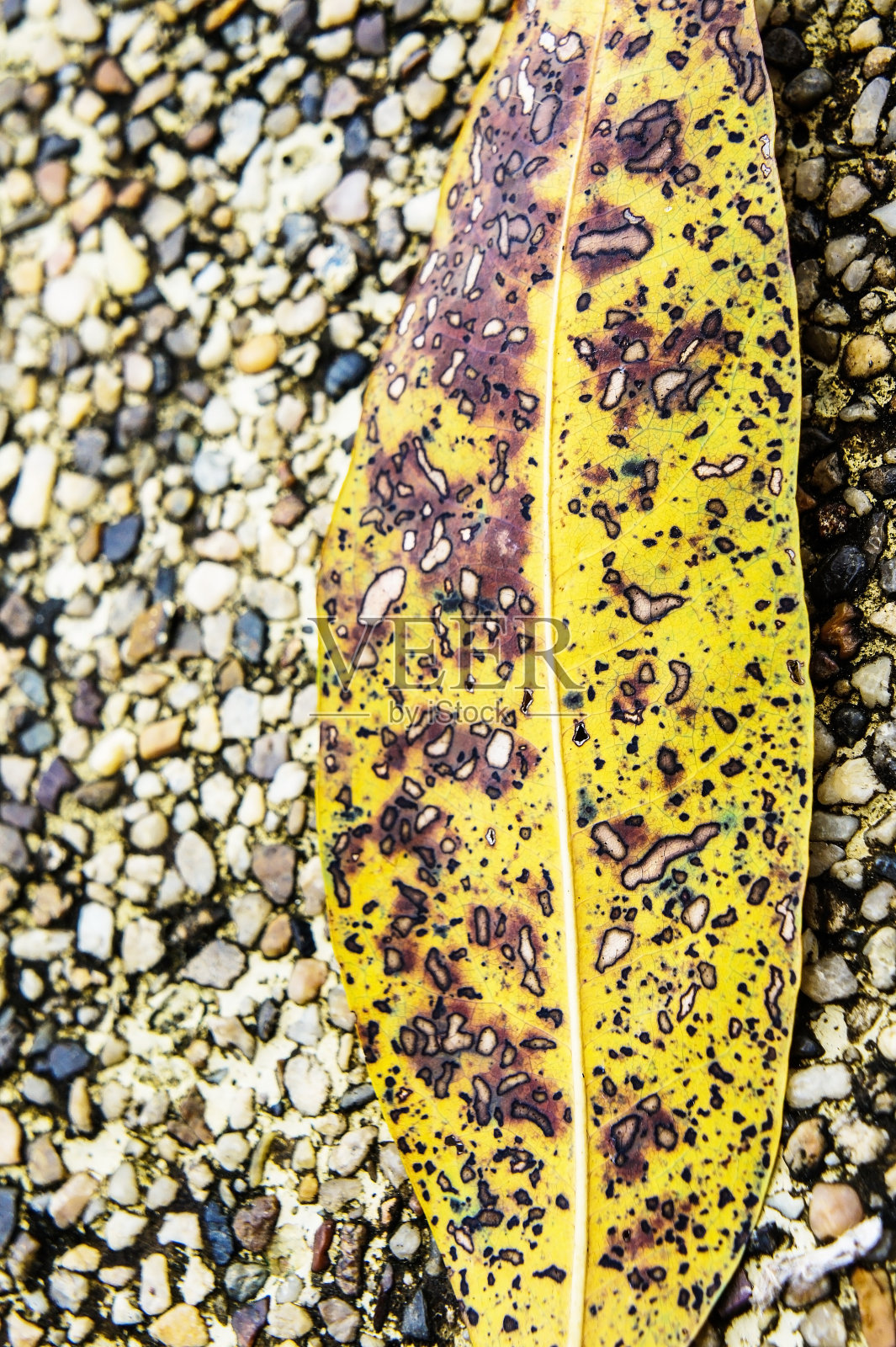 绿叶背景照片摄影图片