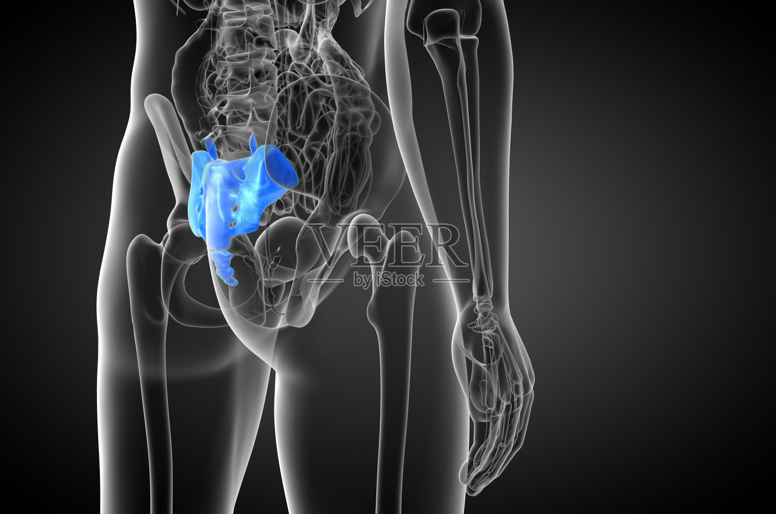 骶骨的3d渲染医学插图照片摄影图片