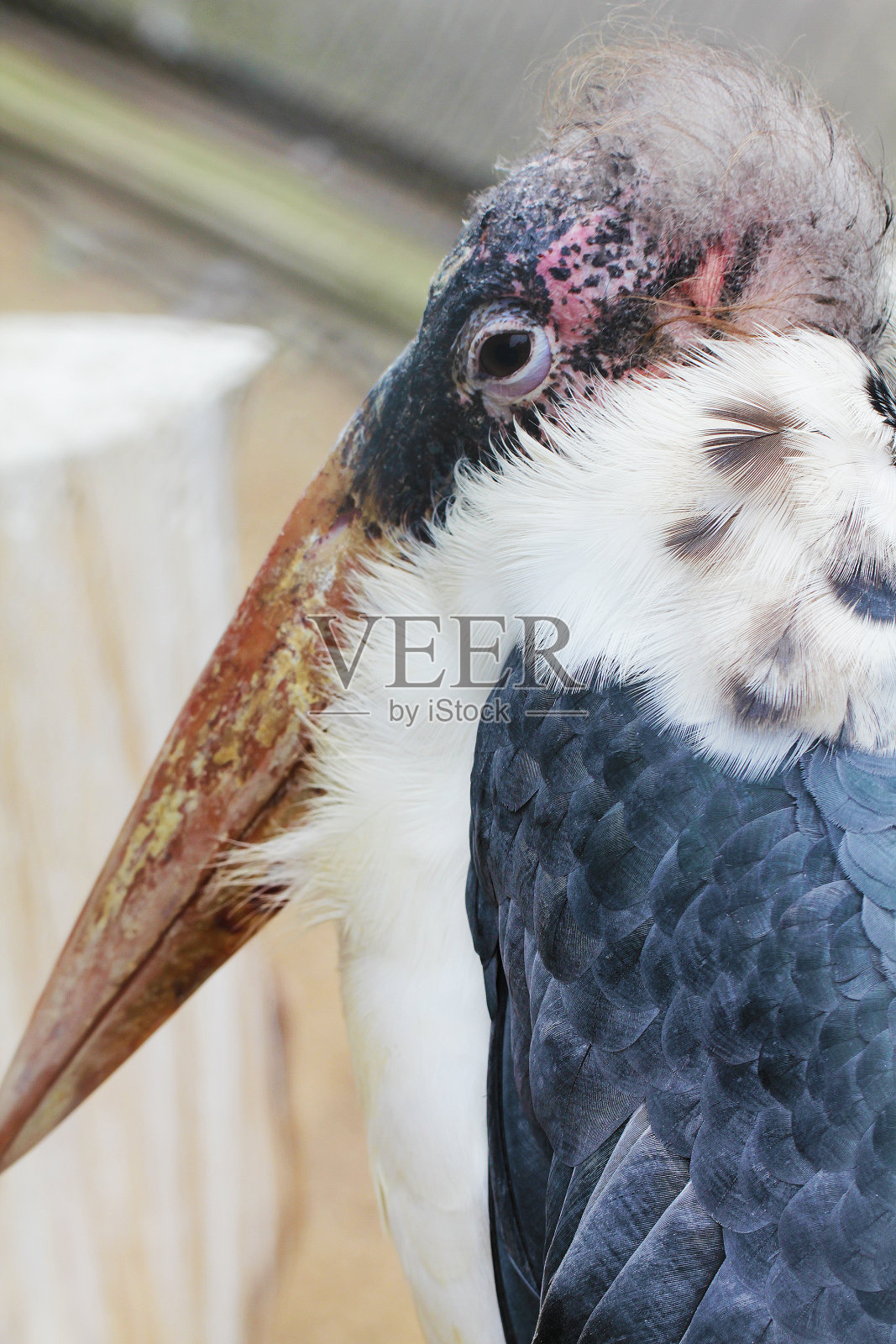 鹳鸟特写照片照片摄影图片