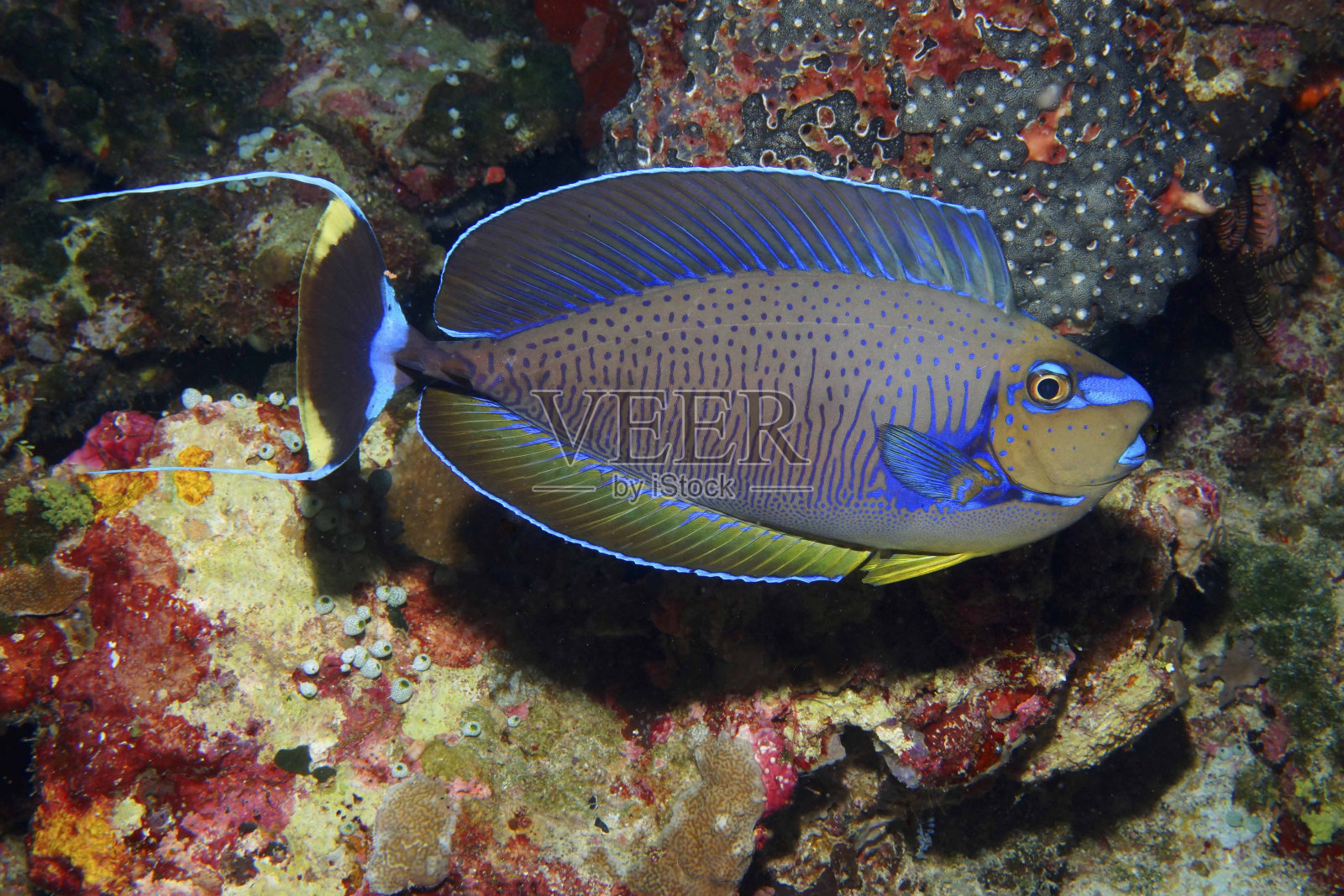 珊瑚礁上的巨鼻独角兽照片摄影图片