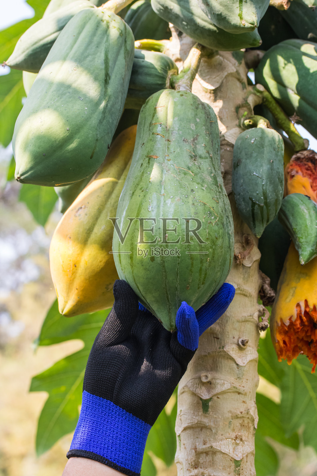 园丁正在采摘木瓜照片摄影图片