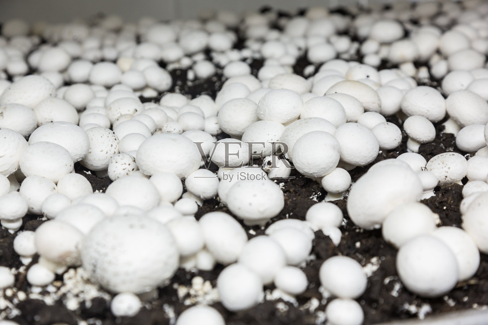 新鲜的种植冠军在一个生产照片摄影图片