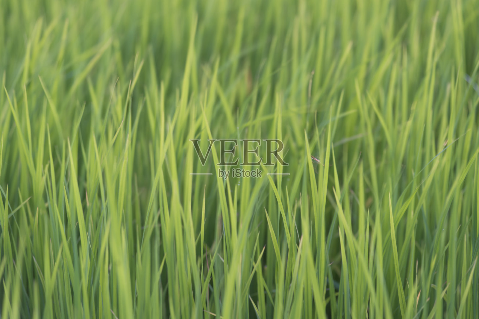 稻田，选择性聚焦，特写，抽象背景，融合照片摄影图片