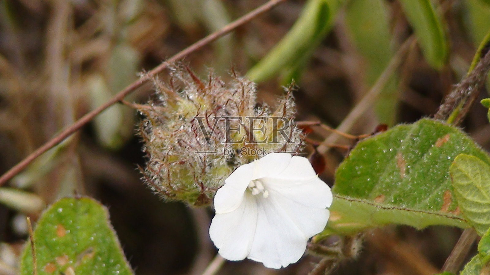 野花照片摄影图片