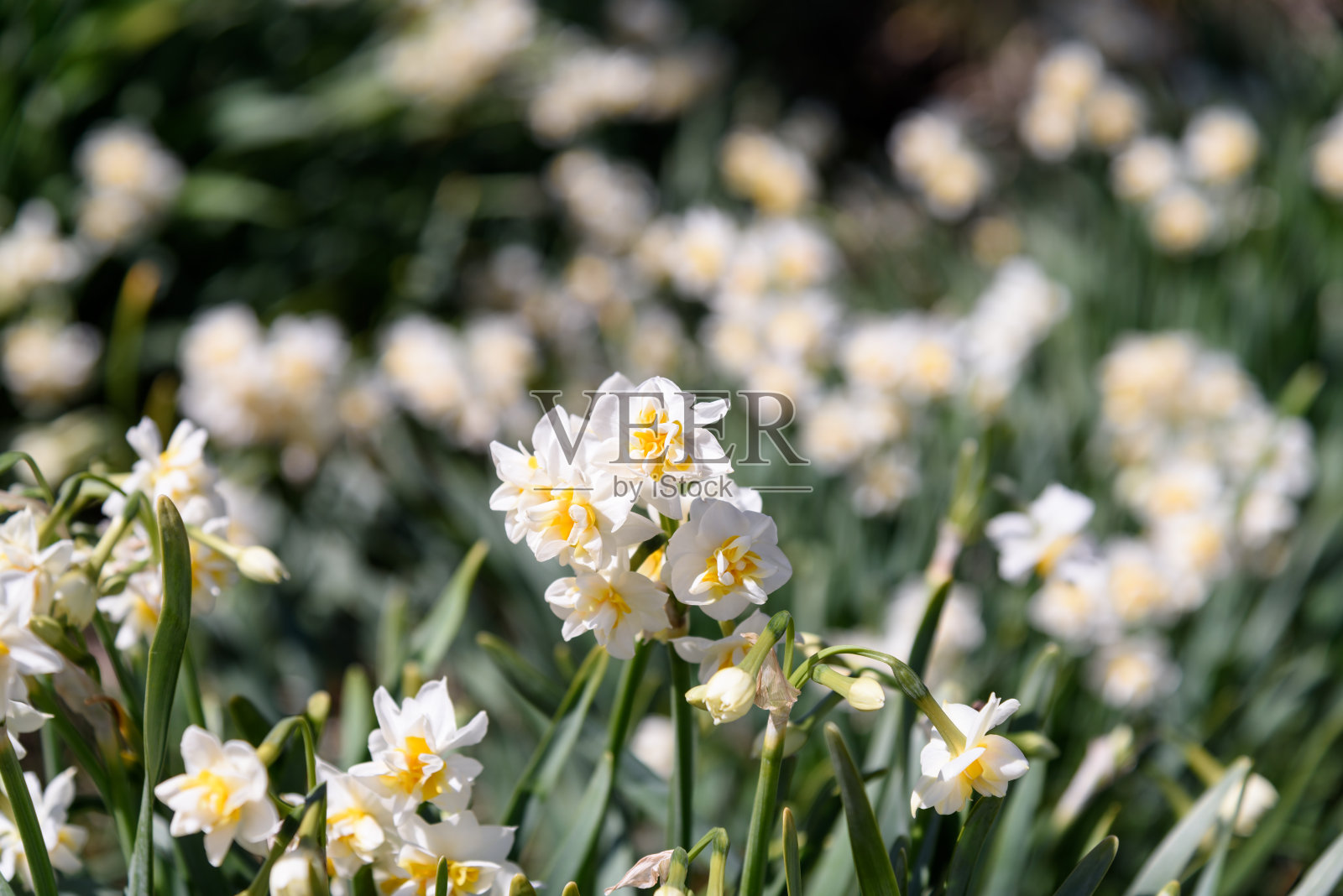 白色双水仙花。照片摄影图片