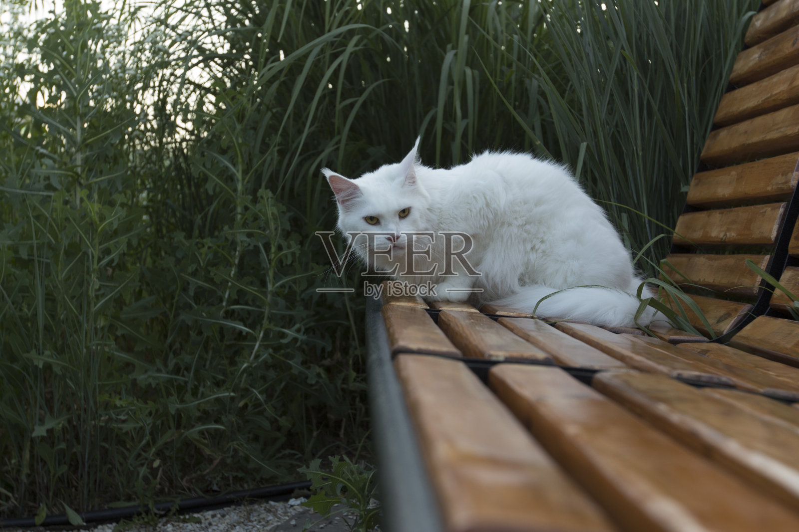 白色宠物野猫照片摄影图片